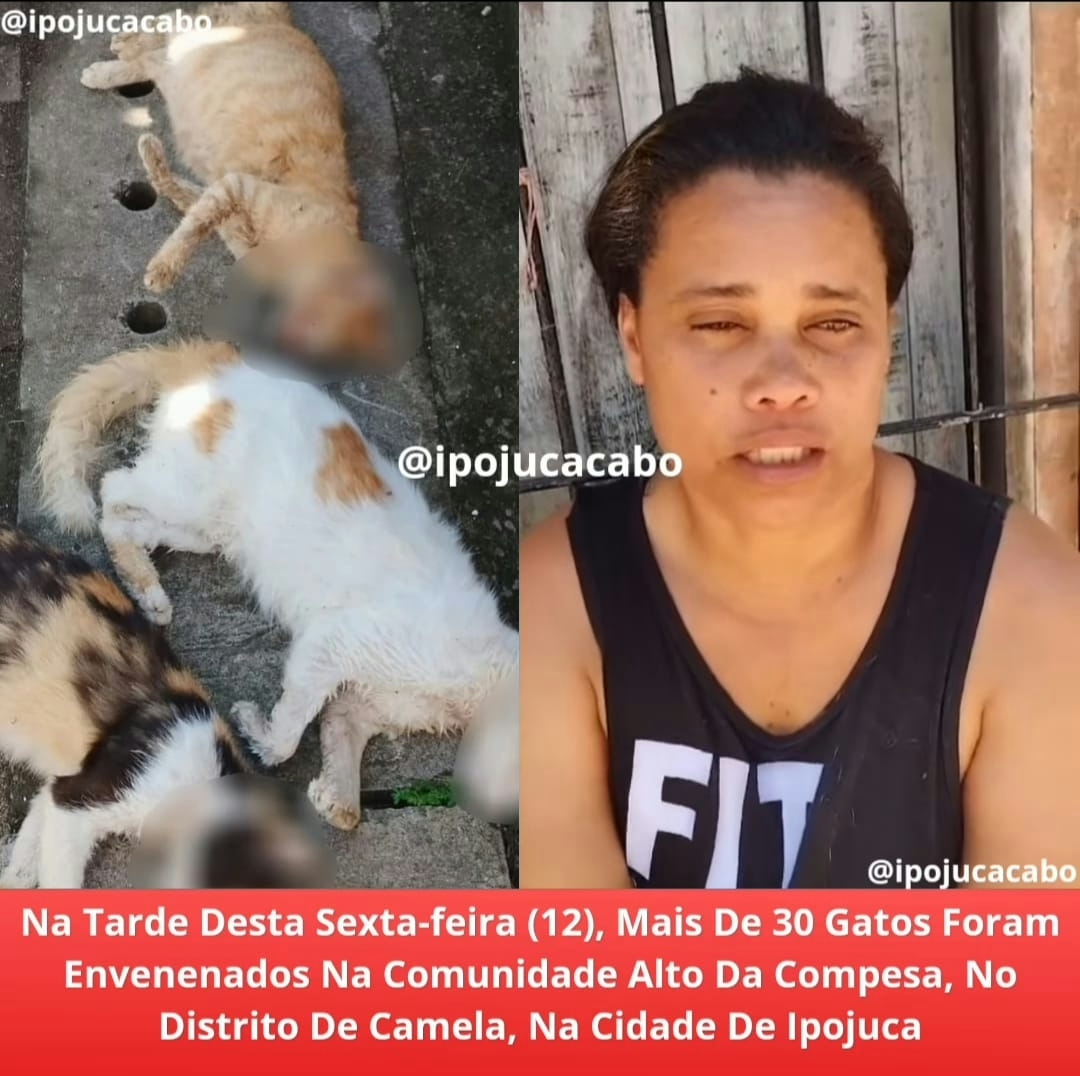 Tutora denuncia morte de 30 gatos, em Ipojuca